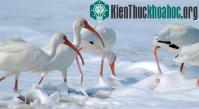 Ảnh Thủy ngân khiến loài cò trắng trở thành đồng tính