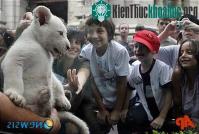 Ảnh Nhóc sư tử trắng đầu tiên ở Nam Mỹ