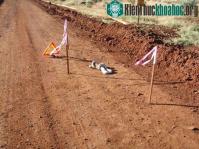 Ảnh Cận cảnh trăn đầu đen nuốt sống kỳ đà "khổng lồ"