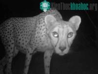 Ảnh Tìm thấy báo sahara quý hiếm