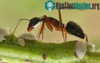 Ảnh Những động vật siêng nhất hành tinh