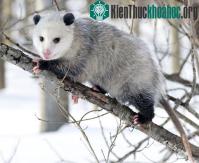 Ảnh Những "bậc thầy" phòng vệ trong tự nhiên