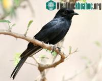 Ảnh Chim cũng biết “bảo kê”