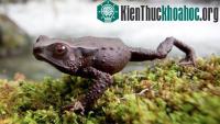 Ảnh Colombia phát hiện ba loài ếch chưa từng biết tới