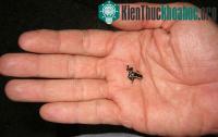 Ảnh Da loài ếch nhỏ nhất thế giới có chứa chất độc hại