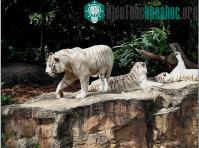 Ảnh Hàng nghìn hổ mất mạng trong 10 năm
