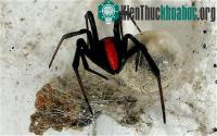 Ảnh Nhện độc xâm lược New Zealand