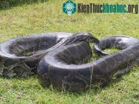 Ảnh Trăn kìm ở châu Mỹ có khả năng sinh sản đơn tính