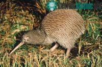 Ảnh Nghiên cứu khử mùi cho loài chim ở New Zealand