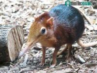Ảnh Phát hiện chuột có vòi như voi