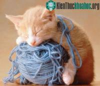 Ảnh Có phải con vật nào cũng ngủ không?
