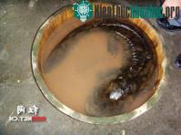 Ảnh Phát hiện kỳ nhông khổng lồ ở Trung Quốc