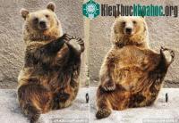 Ảnh Gấu rèn luyện sức khỏe bằng…yoga