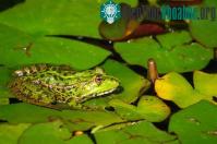 Ảnh Phát hiện một loài "ếch làm điếc tai" tại Ecuador