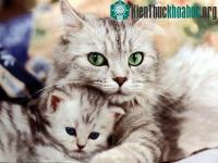 Ảnh Cuộc sống bí mật của loài mèo