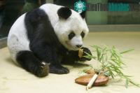 Ảnh Gấu trúc đực già nhất thế giới chết