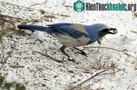 Ảnh Chim cũng làm đám ma