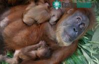 Ảnh Đười ươi thoát mù nhờ phẫu thuật