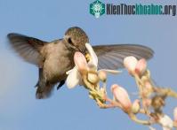 Ảnh Những động vật có xương sống nhỏ nhất thế giới
