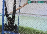 Ảnh Giải cứu một cá thể vượn đen má hung quý hiếm