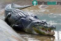 Ảnh Cá sấu Lolong làm "Đại sứ" cho chương trình bảo tồn
