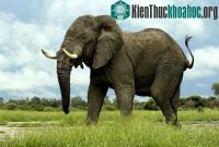 Ảnh Ngừa thai cho voi