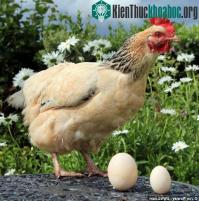 Ảnh Gà đẻ trứng khổng lồ đúng ngày sinh nhật chủ