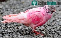 Ảnh Chim bồ câu hồng xuất hiện tại Anh