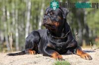 Ảnh Chó có thể tiết lộ tính cách của chủ