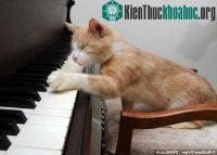 Ảnh Mèo mù chơi đàn