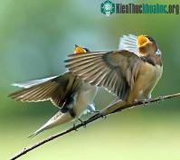 Ảnh Chim hót linh hoạt hơn khi thời tiết biến động