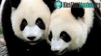 Ảnh Gấu trúc khổng lồ sinh con trong vườn thú Tokyo
