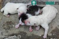 Ảnh Hàn Quốc: Chó sinh ra mèo