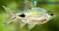 Ảnh Tìm thấy một giống cá nước ngọt mới ở Sri Lanka