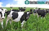 Ảnh Bò đột tử vì cỏ độc