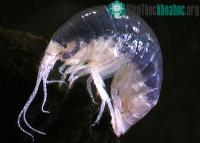 Ảnh Phát hiện ba loài mới trong hang động New Zealand
