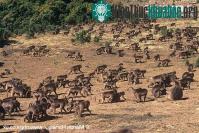 Ảnh Khỉ chó cũng biết tự tránh thai