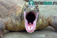 Ảnh Bí ẩn cú đớp kịch độc của rồng Komodo