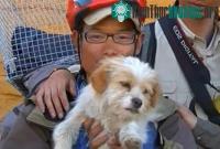 Ảnh Con chó chạy bộ gần 2000km