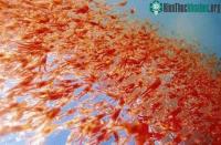 Ảnh Động vật biển lại chết hàng loạt ở Peru
