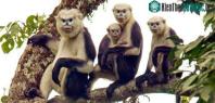 Ảnh Phát hiện voọc mũi hếch quý hiếm ở Hà Giang