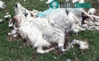 Ảnh Thú bí ẩn tàn sát gia súc tại Anh