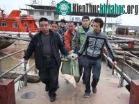 Ảnh Cá heo không vây chết hàng loạt ở Trung Quốc