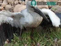 Ảnh Phát hiện chim lạ lần đầu xuất hiện ở Mường Nhé