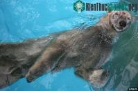 Ảnh Khả năng bơi siêu phàm của Gấu Bắc cực
