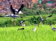 Ảnh "Chim lạ" ở Lai Châu là cò nhạn