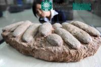 Ảnh Vén màn bí mật khủng long