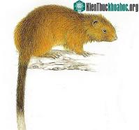 Ảnh Phát hiện loài chuột tưởng đã tuyệt chủng