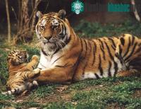 Ảnh Hổ Amur đã thoát khỏi tình trạng bị tuyệt chủng