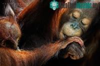 Ảnh Đười ươi bị stress vì khách du lịch